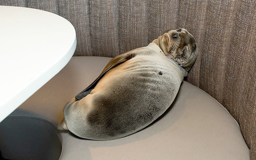 یک شیر دریایی 8 ماهه = روی مبل رستورانی مجلل در سان دیه گو کالیفرنیا کشف شد