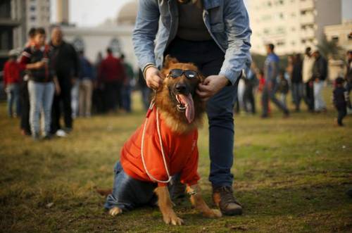 مسابقه نمایش سگ های خانگی در نوار غزه
