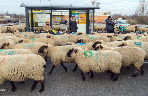 عبور یک گله 600 گوسفندی از برلین آلمان برای رفتن به سمت چراگاه جدید