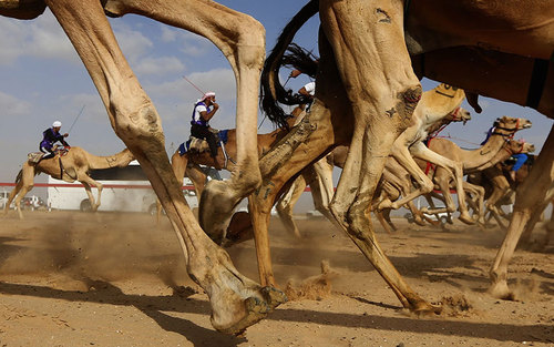 مسابقات شتر سواری در العین ابوظبی – اماراتپ