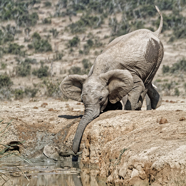 تلاش یک فیل مادر برای بیرون کشیدن نوزادش از یک چاله – پارک ملی فیل ها در آفریقای جنوبی