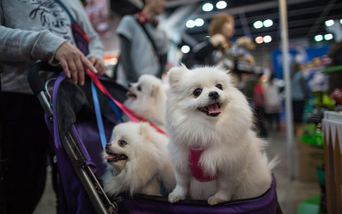 نمایشگاه سالانه سگ های خانگی – هنگ کنگ