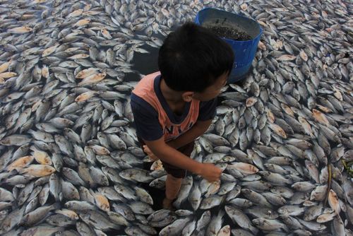ماهی های مرده روی آب دریاچه مانینجا در اندونزی