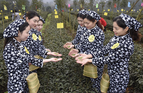جشنواره چای بهاره در ییبین چین