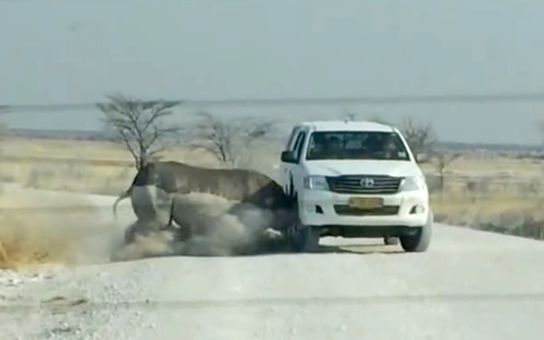 لحظه حمله یک کرگدن به یک خودرو در پارک ملی اتوشا در کشور آفریقایی نامیبیا
