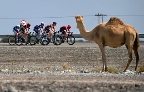 در حاشیه تور بین المللی دوچرخه سواری دور قطر 