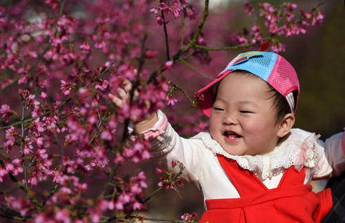 کودک چینی و شکوفه های درخت گیلاس باغی در شهر نانینگ