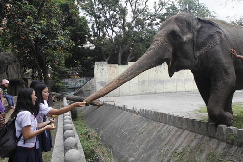 غذا دادن به فیل در باغ وحش مانیل