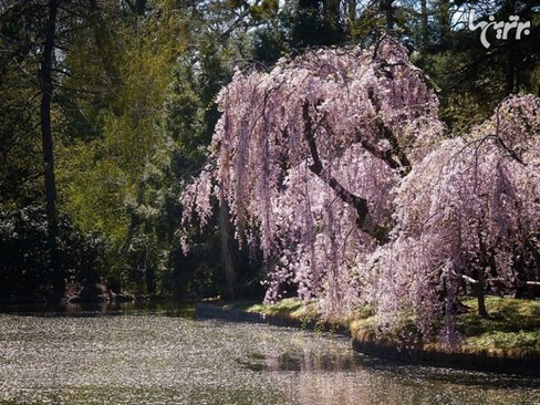 Brooklyn Botanic Garden, New York