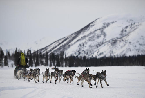 مسابقات سورتمه رانی با سگ در آلاسکا
