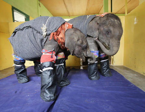 پوشاندن فیل های جوان در برابر سرما – کارازانگا در هند
