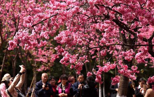 شکوفه های گیلاس در پارکی در شهر کونمینگ چین