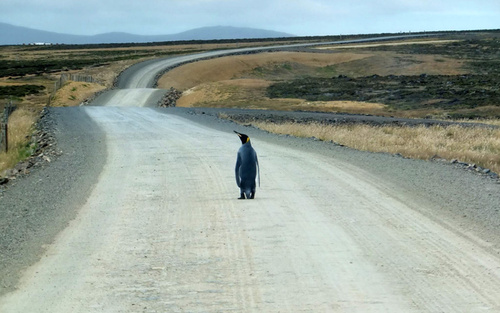 یک پنگوئن امپراتور تنها و دور افتاده از کلونی در جزایر فالکلند (مالویناس) در اقیانوس اطلس