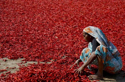 خشک کردن فلفل قرمز در احمد آباد هند