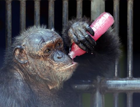 شامپانزه باغ وحش بانکوک تایلند