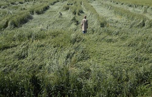  

کشاور هندی در حال بررسی کشتزار گندم آسیب دیده از باران و طوفان 