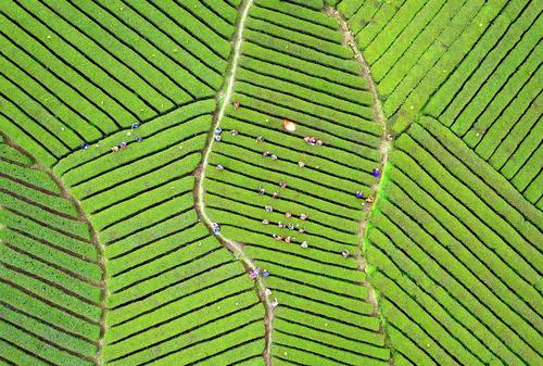 زمین های کشت چای – چین