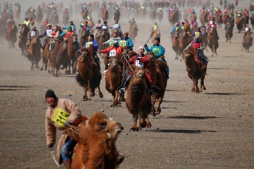 مسابقات شتر سواری در جریان یک جشنواره بهاره در مغولستان