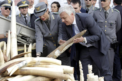 وزیر محیط زیست ایتالیا در کنار یک محموله کشف شده عاج فیل از قاچاقچیان- رم