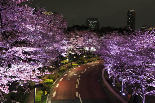 شکوفه های گیلاس در شهر توکیو
