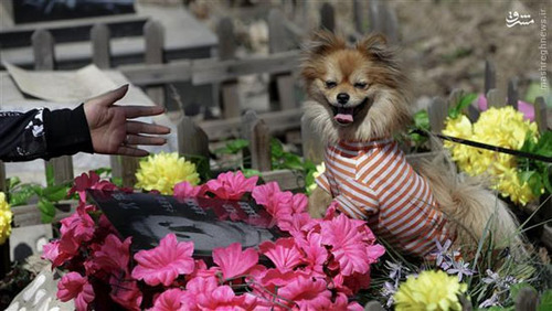 قبرستان حیوانات خانگی در چین (عکس)