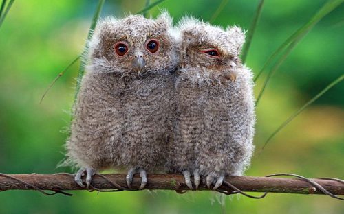 دو بچه جغد در باغ وحشی در اندونزی