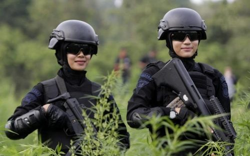 عملیات ویژه پلیس آچه اندونزی برای از بین بردن زمین های کشت حشیش 