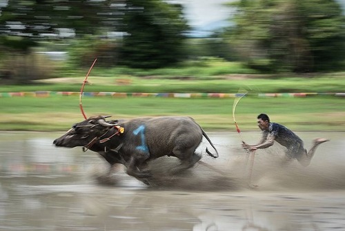 مسابقات سالانه راندن بوفالوها در آب – تایلند