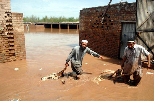 جمع آوری حیوانات غرق شده در سیلاب – پیشاور پاکستان