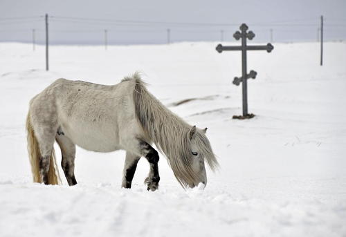 اسب وحشی در روستایی در روسیه