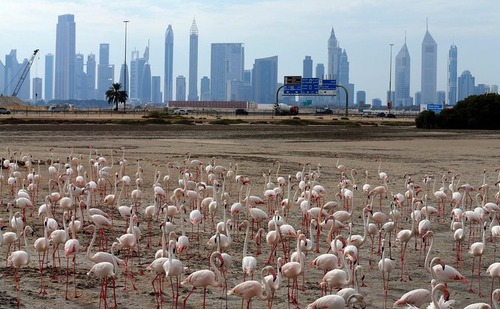 تجمع فلامینگوها در پناهگاه حیات وحش راس الخور در دوبی