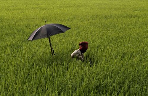 کشاورز هندی مشغول کار در شالیزار