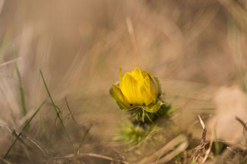 پروژه‌ عکاسی از گل‌ های کمیاب بهاری (عکس)
