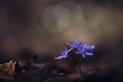 پروژه‌ عکاسی از گل‌ های کمیاب بهاری (عکس)