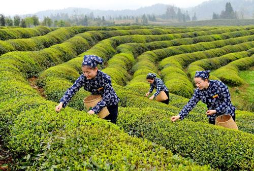 درو کردن برگ چای – چین