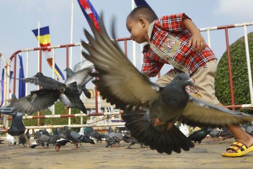 کبوترهای مقابل کاخ پادشاهی در پنوم پن کامبوج