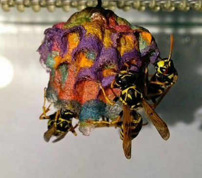 وقتی زنبورها کاغذ رنگی می خورند! (+عکس)