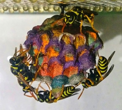 وقتی زنبورها کاغذ رنگی می خورند! (+عکس)