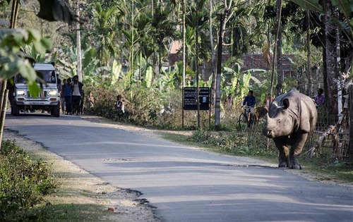 یک کرگدن نزدیکی پارک ملی کازیرانگا در ایالت آسام هند