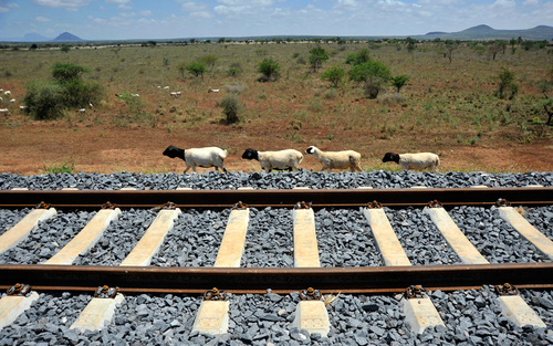 پیاده روی گله بز از کنار راه آهن در کنیا