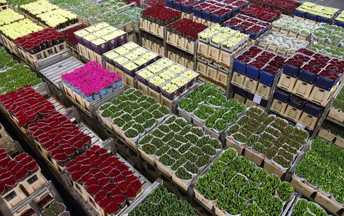 بازار گل – هلند
