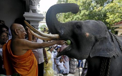 خوراندن هندوانه به فیل در معبد در جشن های سال نو هندوها و تامیل ها
