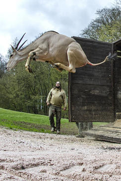 انتقال یک غزال به باغ وحش – جمهوری چک