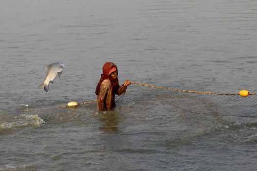 ماهیگیری در رود یانگون میانمار