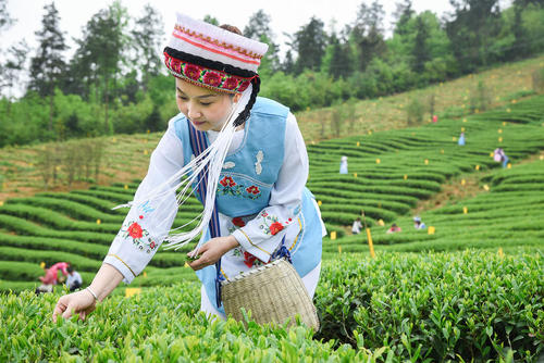 برداشت برگ چای – چین