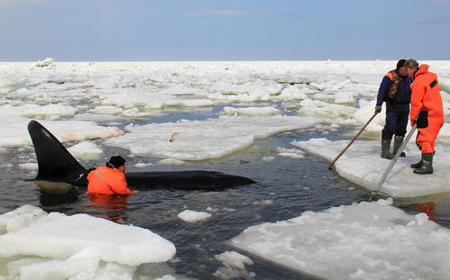 گیر افتادن نهنگ قاتل در میان یخ ها در جزیره ساخالین روسیه