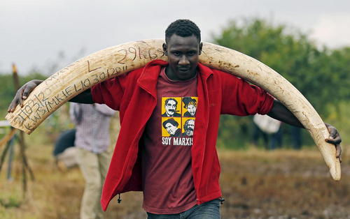 آتش زدن عاج فیل های قاچاق در پارک ملی کنیا