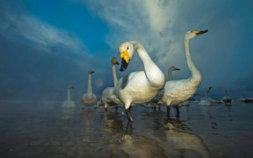 دریاچه کوشارو – ژاپن