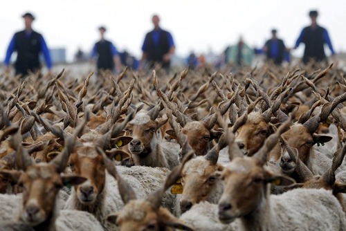 بردن گوسفندان به چراگاه – مجارستان