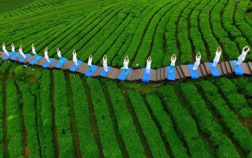 تمرین یوگا در زمین کشت چای در منطقه انشی در استان هوبی چین